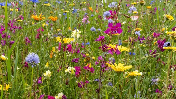 Bloemenmengsel stock - VisscherHolland