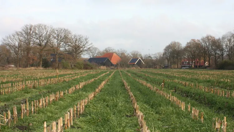 Onderzaai - VisscherHolland