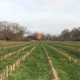 Onderzaai - VisscherHolland