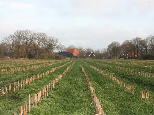 Onderzaai - VisscherHolland
