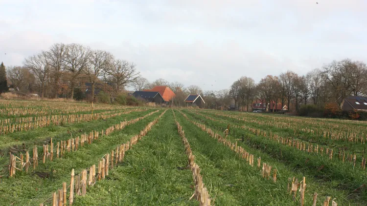 Onderzaai - VisscherHolland