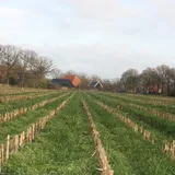 Onderzaai - VisscherHolland