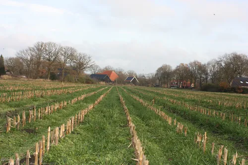 Onderzaai - VisscherHolland