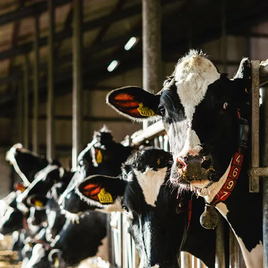 Sector - TheTransitionCompany - VisscherHolland