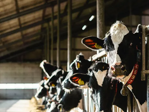 Sector - TheTransitionCompany - VisscherHolland