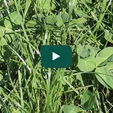Video - Doorzaaien na de eerste snede