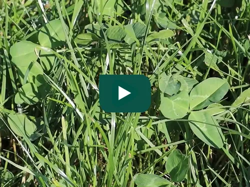Video - Doorzaaien na de eerste snede